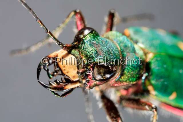 cicindela campestris.JPG - Cicindela campestris (Portrait)Cicindèle champêtreGreen Tiger BeetleColeoptera, CicindelidaeFrance